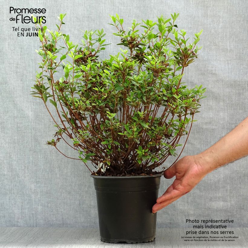 Exemplaar van Rhododendron Sylvester - Japanse azalea Pot van 4 l/5 l zoals geleverd in de zomer