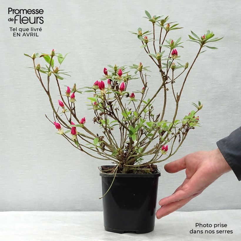 Exemplaar van Rhododendron japonica Vuyk's Rosyred - Japanse azalea Pot van 2 l/3 l zoals geleverd in de lente