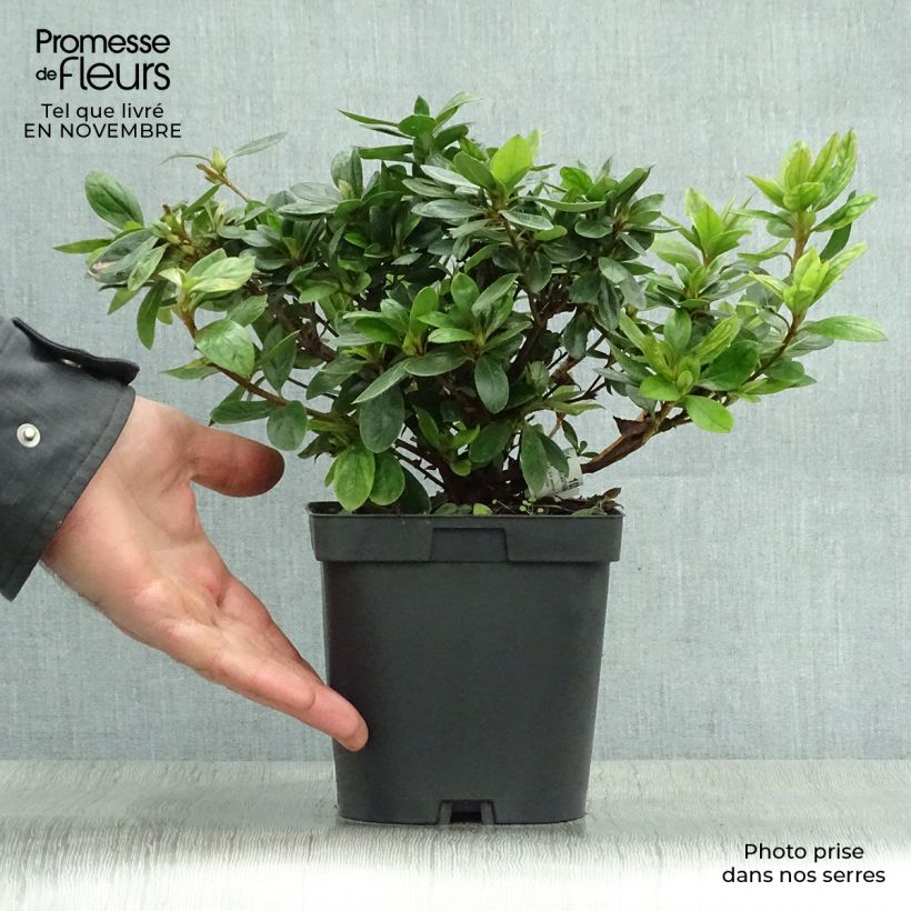 Exemplaar van Rhododendron japonica Vuyk's Rosyred - Japanse azalea Pot van 2 l/3 l zoals geleverd in de herfst