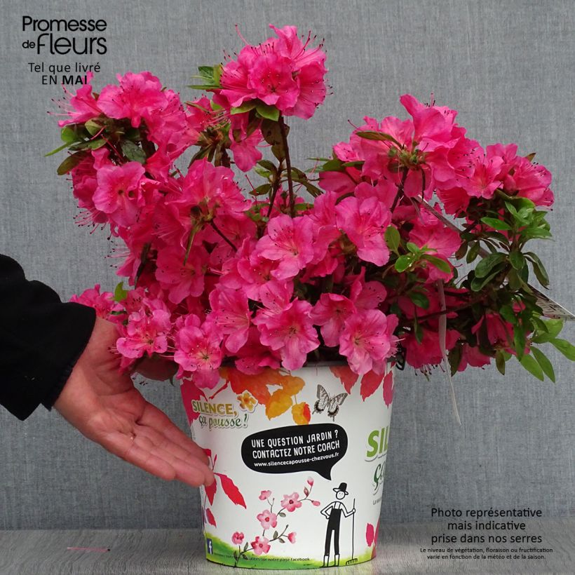 Exemplaar van Rhododendron japonica Vuyk's Rosyred - Japanse azalea Pot van 4 l/5 l zoals geleverd in de lente