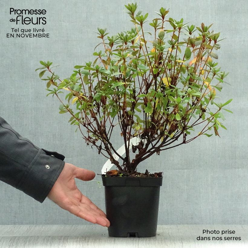 Exemplaar van Rhododendron japonica Vuyk's Scarlet - Japanse azalea Pot van 2 l/3 l zoals geleverd in de herfst