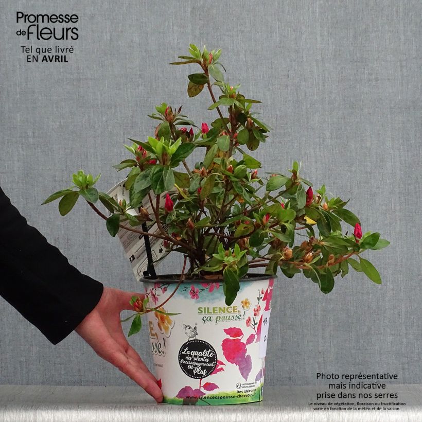 Exemplaar van Rhododendron japonica Vuyk's Scarlet - Japanse azalea Pot van 4 l/5 l zoals geleverd in de lente