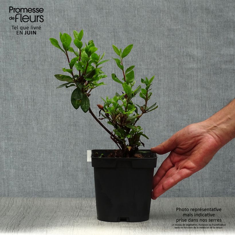 Exemplaar van Rhododendron japonica Vuyk's Scarlet - Japanse azalea Pot van 2 l/3 l zoals geleverd in de zomer