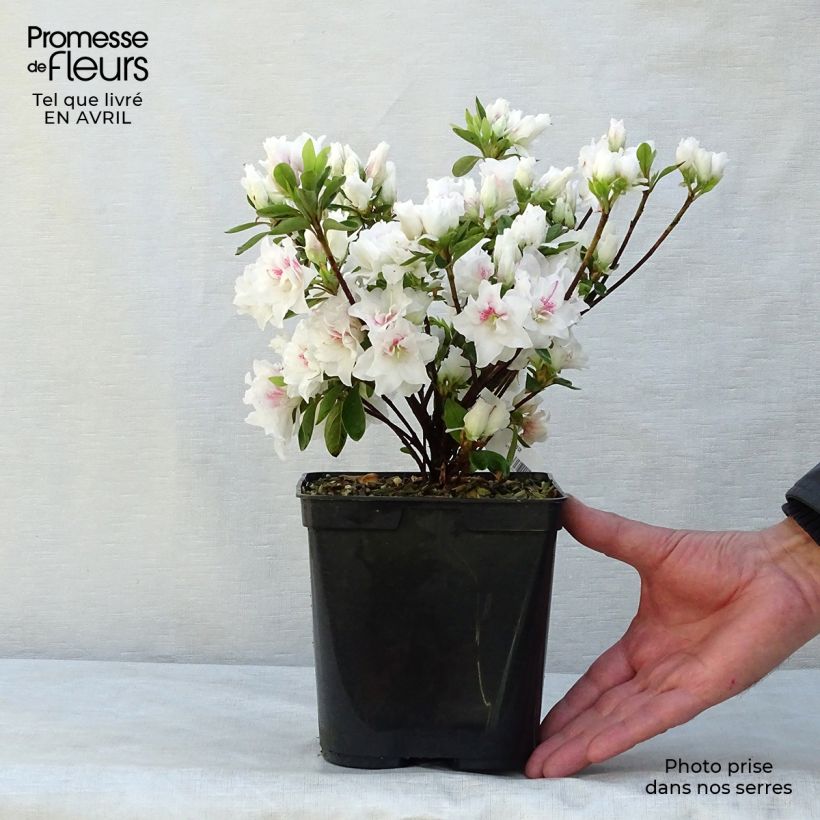 Exemplaar van Rhododendron White Prince - Japanse azalea Pot van 2 l/3 l zoals geleverd in de lente