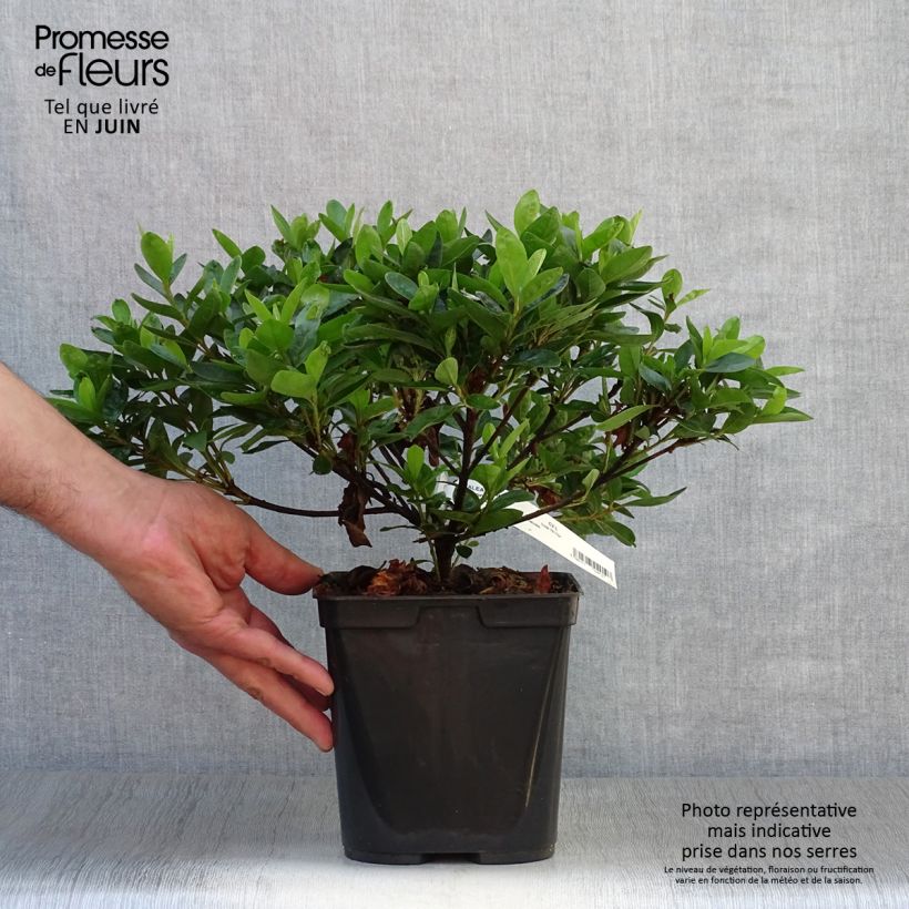 Exemplaar van Rhododendron White Prince - Japanse azalea Pot van 2 l/3 l zoals geleverd in de zomer
