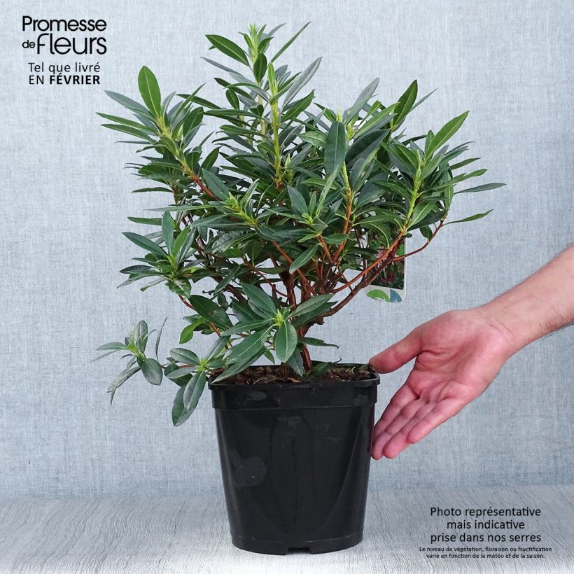 Exemplaar van Rhododendron gowenianum - Azaleodendron Pot van 4 l/5 l zoals geleverd in de herfst
