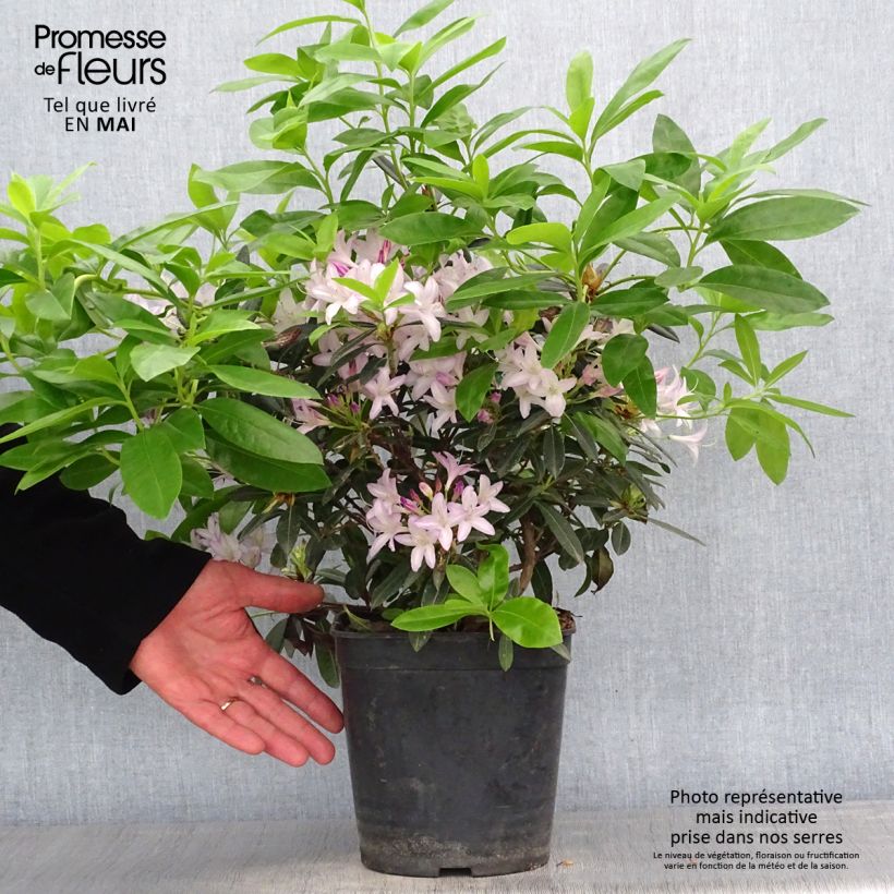 Exemplaar van Rhododendron gowenianum - Azaleodendron Pot van 4 l/5 l zoals geleverd in de lente