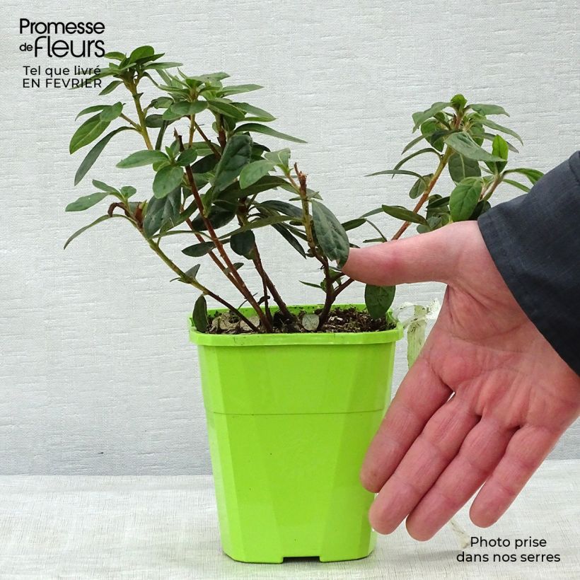 Exemplaar van Rhododendron japonica ENCORE Autumn Creach - Japanse azalea Pot van 1 l/1,5 l zoals geleverd in de winter