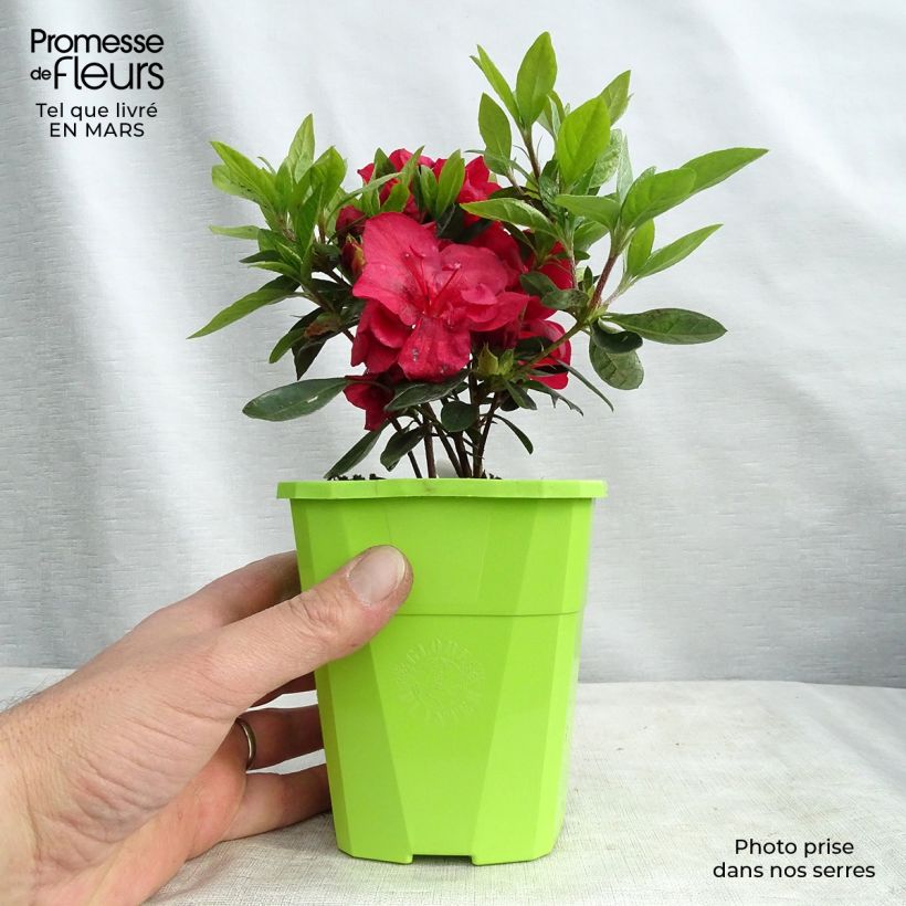 Exemplaar van Rhododendron ENCORE Autumn Fire - Japanse azalea Pot van 1 l/1,5 l zoals geleverd in de winter