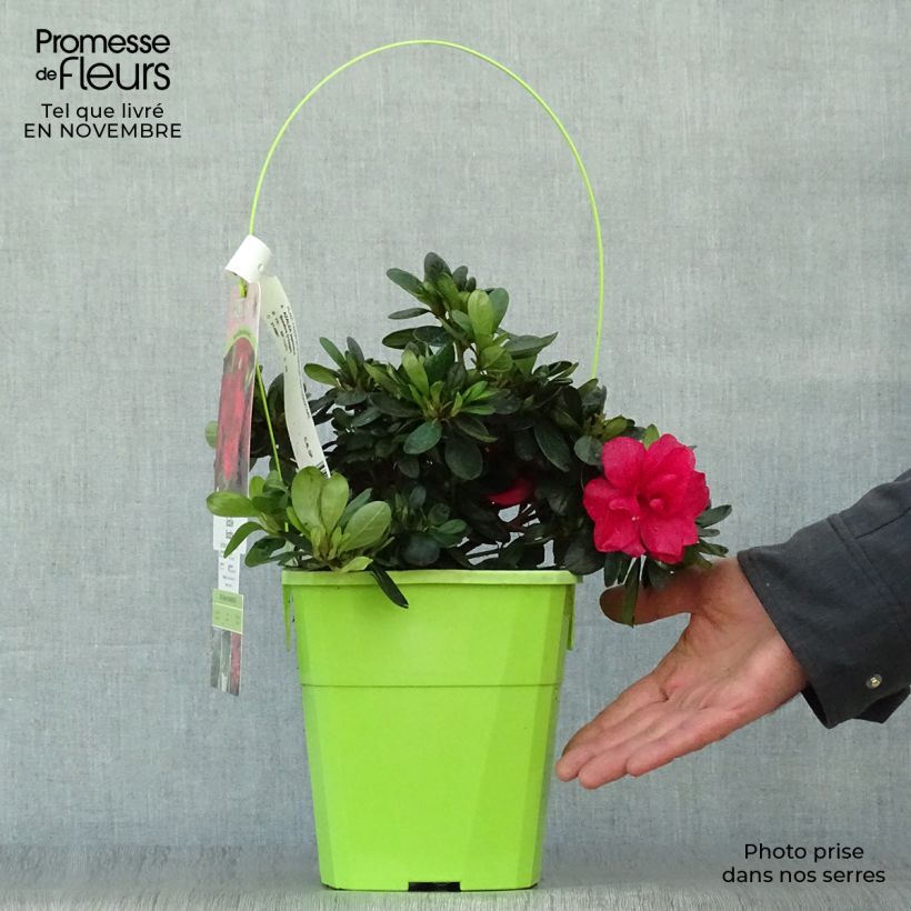 Exemplaar van Rhododendron ENCORE Bonfire - Japanse azalea Pot van 3 l/4 l zoals geleverd in de herfst