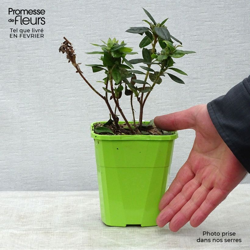 Exemplaar van Rhododendron japonica ENCORE Empress - Japanse azalea Pot van 1 l/1,5 l zoals geleverd in de winter