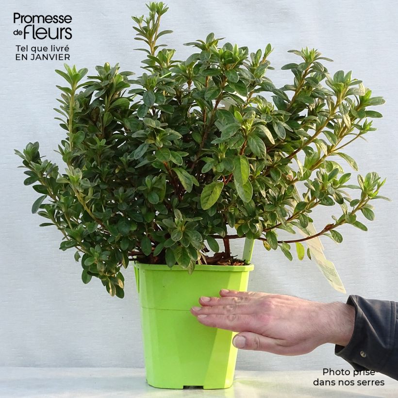 Exemplaar van Rhododendron japonica ENCORE Ivory - Japanse azalea Pot van 3 l/4 l zoals geleverd in de winter