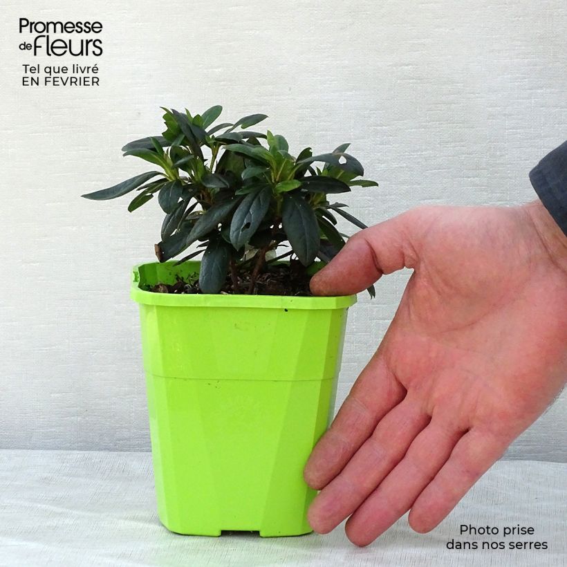 Exemplaar van Rhododendron ENCORE Ruby - Japanse azalea Pot van 1 l/1,5 l zoals geleverd in de winter