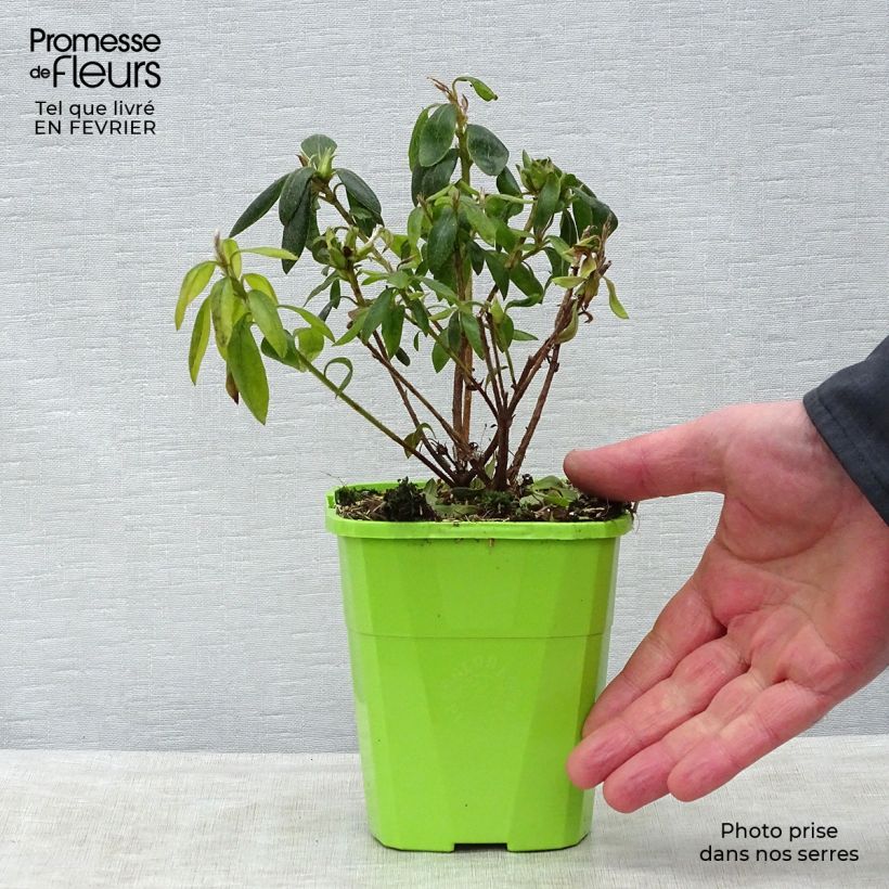 Exemplaar van Rhododendron japonica ENCORE Starlite - Japanse azalea Pot van 1 l/1,5 l zoals geleverd in de winter