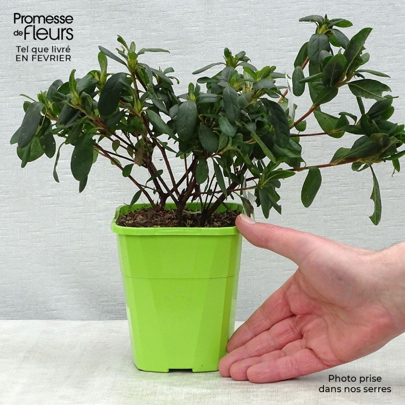 Exemplaar van Rhododendron japonica ENCORE Sunburst - Japanse azalea Pot van 1 l/1,5 l zoals geleverd in de winter