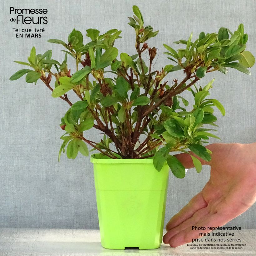 Exemplaar van Rhododendron japonica ENCORE Sunburst - Japanse azalea Pot van 1 l/1,5 l zoals geleverd in de lente