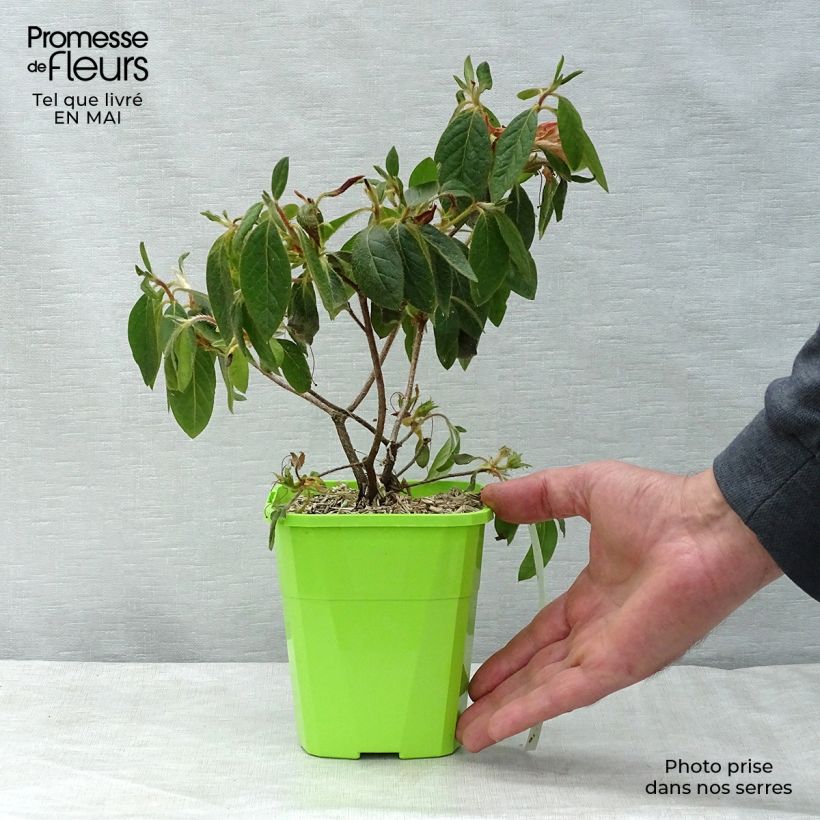 Exemplaar van Rhododendron japonica ENCORE Sundance - Japanse azalea Pot van 1 l/1,5 l zoals geleverd in de lente