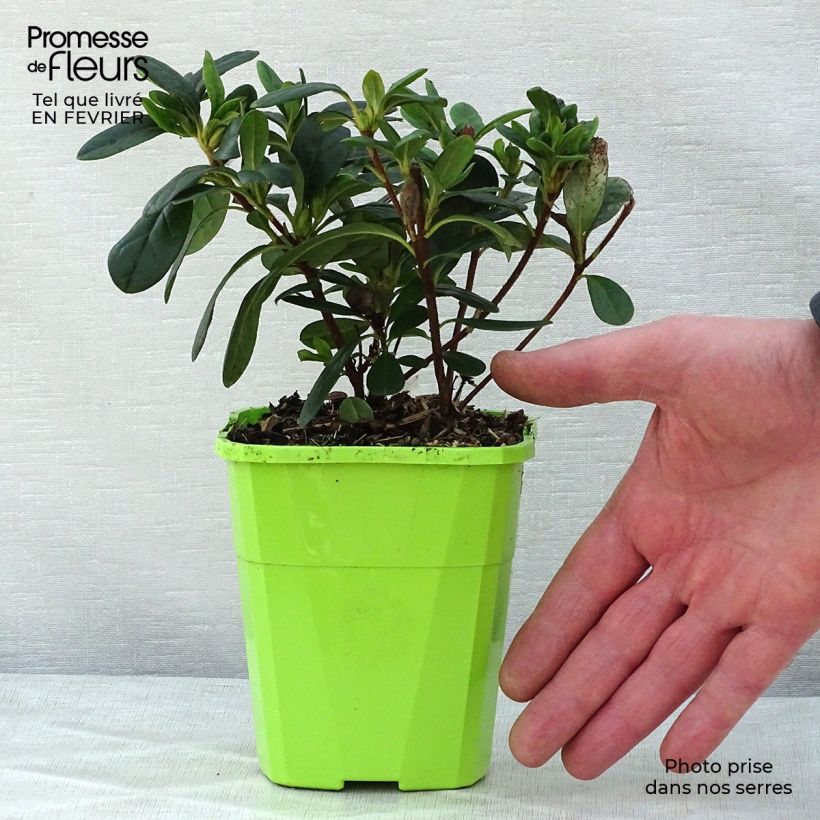 Exemplaar van Rhododendron japonica ENCORE Sunset - Japanse azalea Pot van 1 l/1,5 l zoals geleverd in de winter