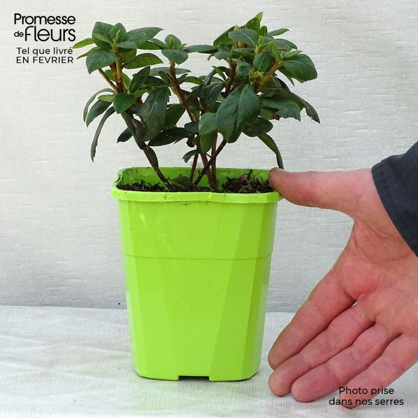 Exemplaar van Rhododendron japonica ENCORE Sweetheart - Japanse azalea Pot van 1 l/1,5 l zoals geleverd in de winter