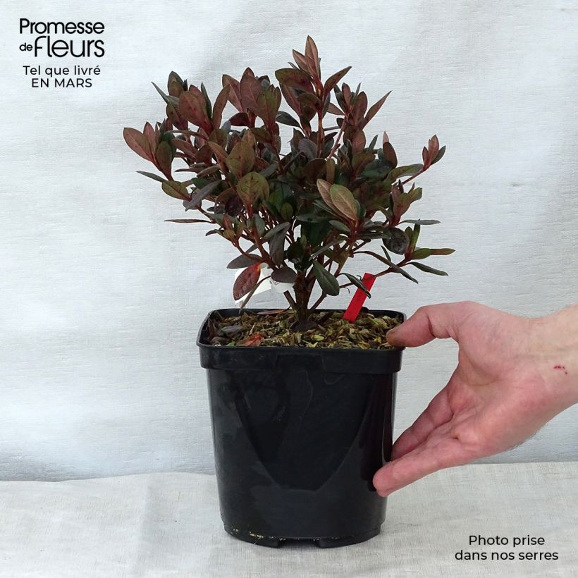 Exemplaar van Rhododendron japonica Arabesk - Japanse azalea Pot van 1,5 l/2 l zoals geleverd in de lente