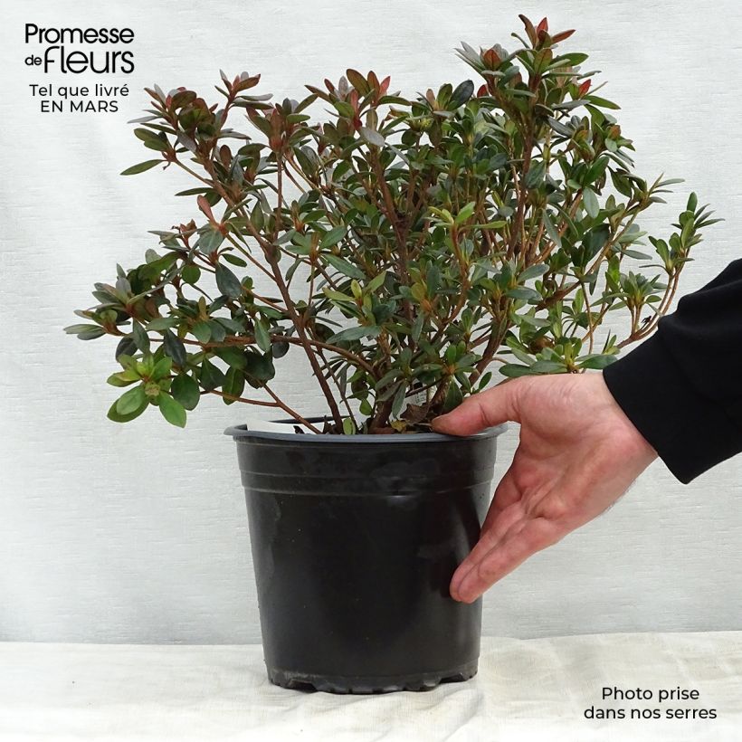 Exemplaar van Rhododendron japonica Arabesk - Japanse azalea Pot van 3 l/4 l zoals geleverd in de lente