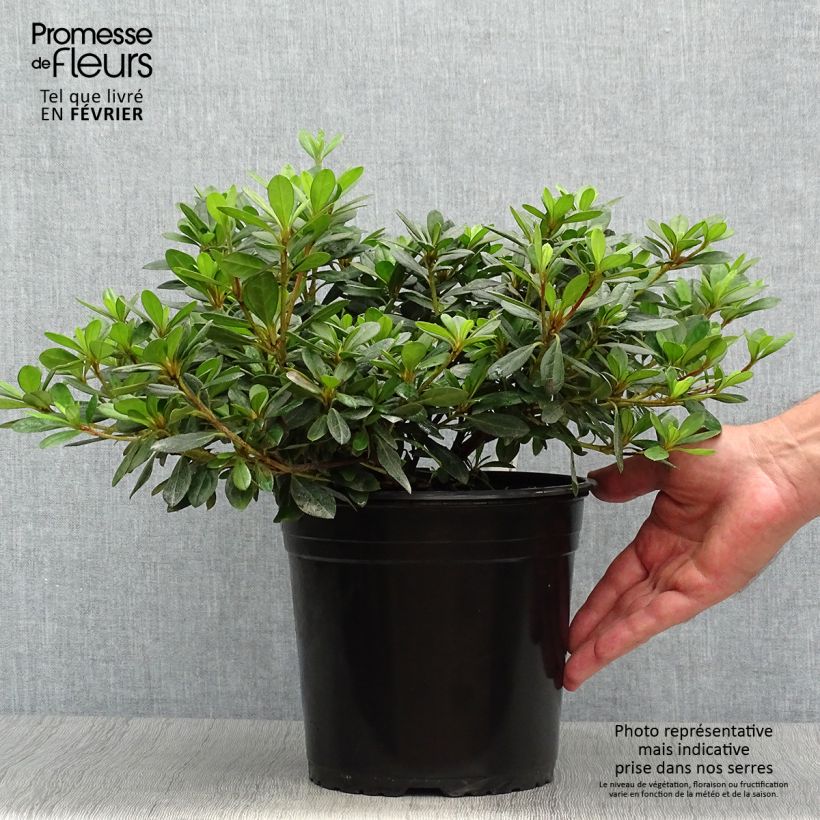 Exemplaar van Rhododendron japonica Arabesk - Japanse azalea Pot van 3 l/4 l zoals geleverd in de herfst