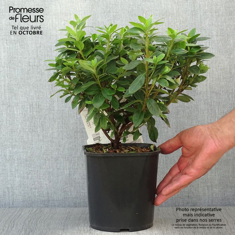 Exemplaar van Rhododendron japonica Ben Morrisson - Japanse azalea Pot van 2 l/3 l zoals geleverd in de herfst