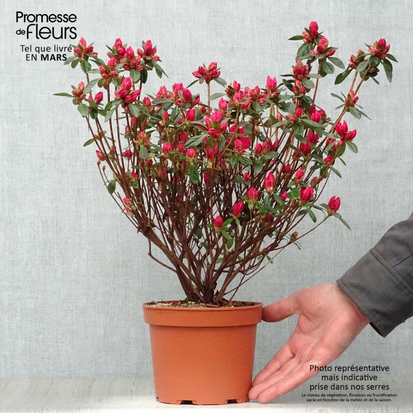 Exemplaar van Rhododendron japonica Madame Galle - Japanse azalea Pot van 2 l/3 l zoals geleverd in de lente