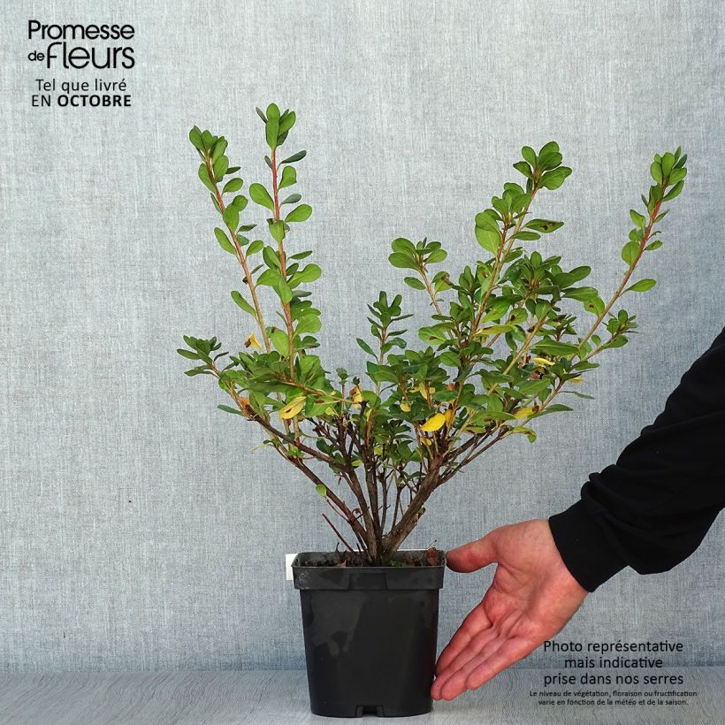 Exemplaar van Rhododendron japonica Rosa King - Japanse azalea Pot van 2 l/3 l zoals geleverd in de herfst