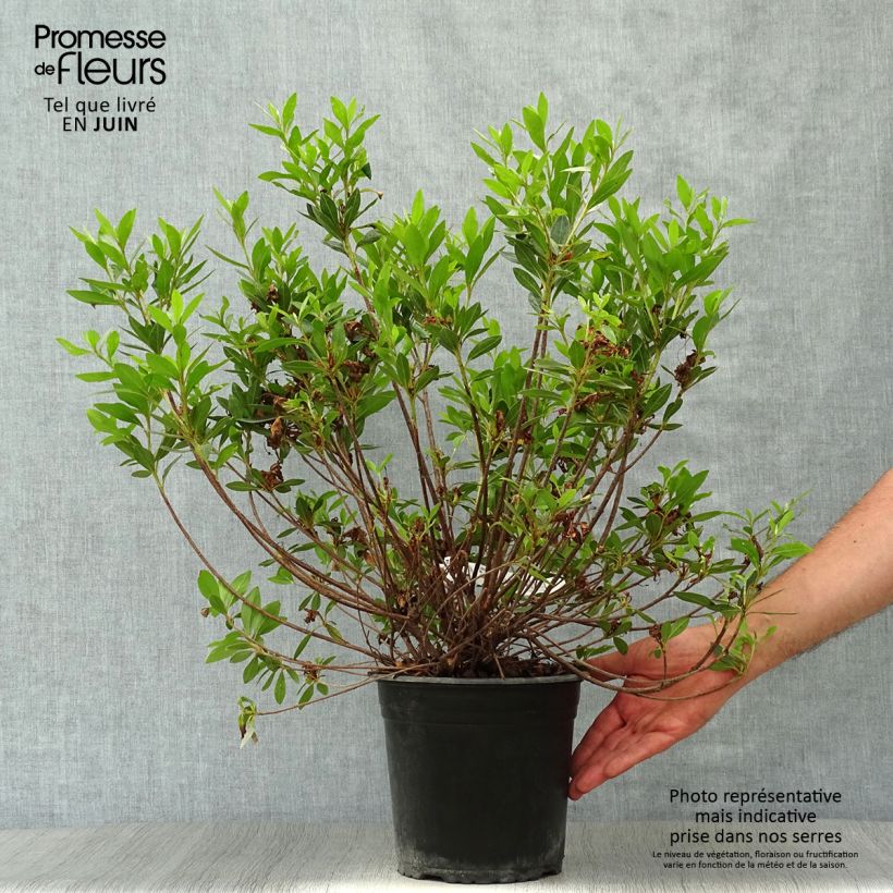 Exemplaar van Rhododendron japonica Rosa King - Japanse azalea Pot van 4 l/5 l zoals geleverd in de zomer