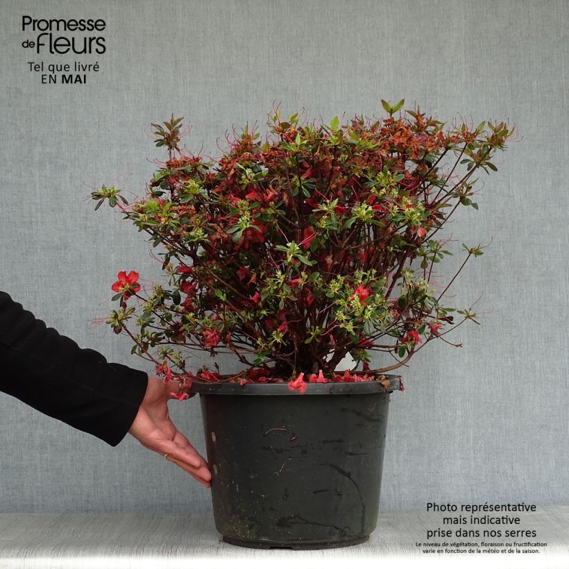 Exemplaar van Rhododendron japonica Stewartstonian - Japanse azalea Pot van 12 l/15 l zoals geleverd in de lente