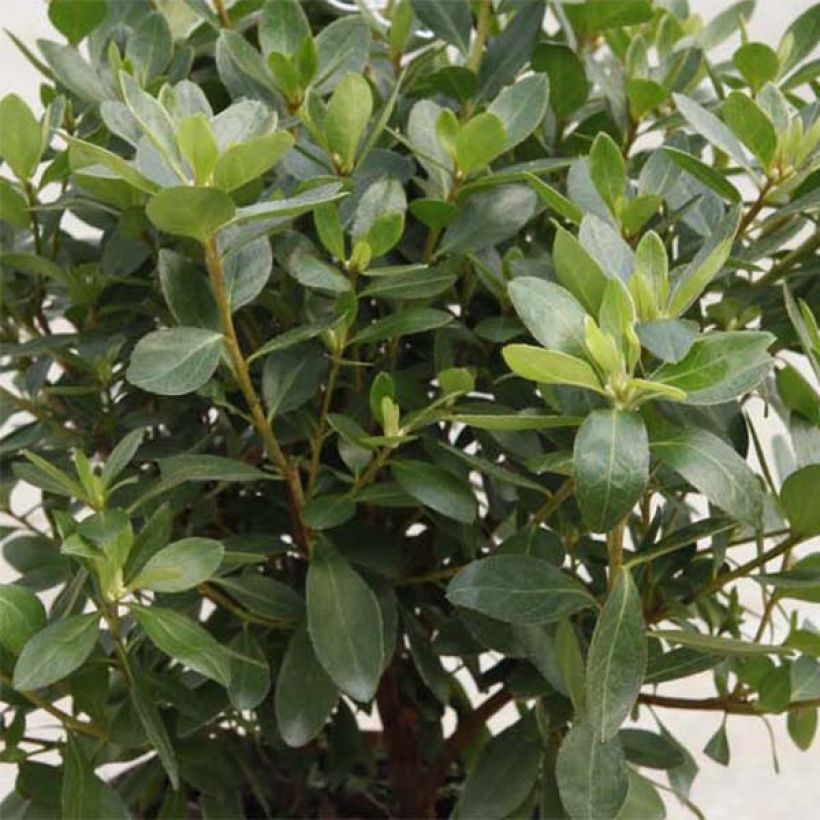 Rhododendron kurume Blaauw's Roze - Japanse azalea (Blad)