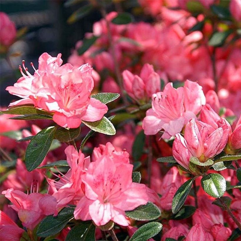 Rhododendron kurume Blaauw's Roze - Japanse azalea (Bloei)