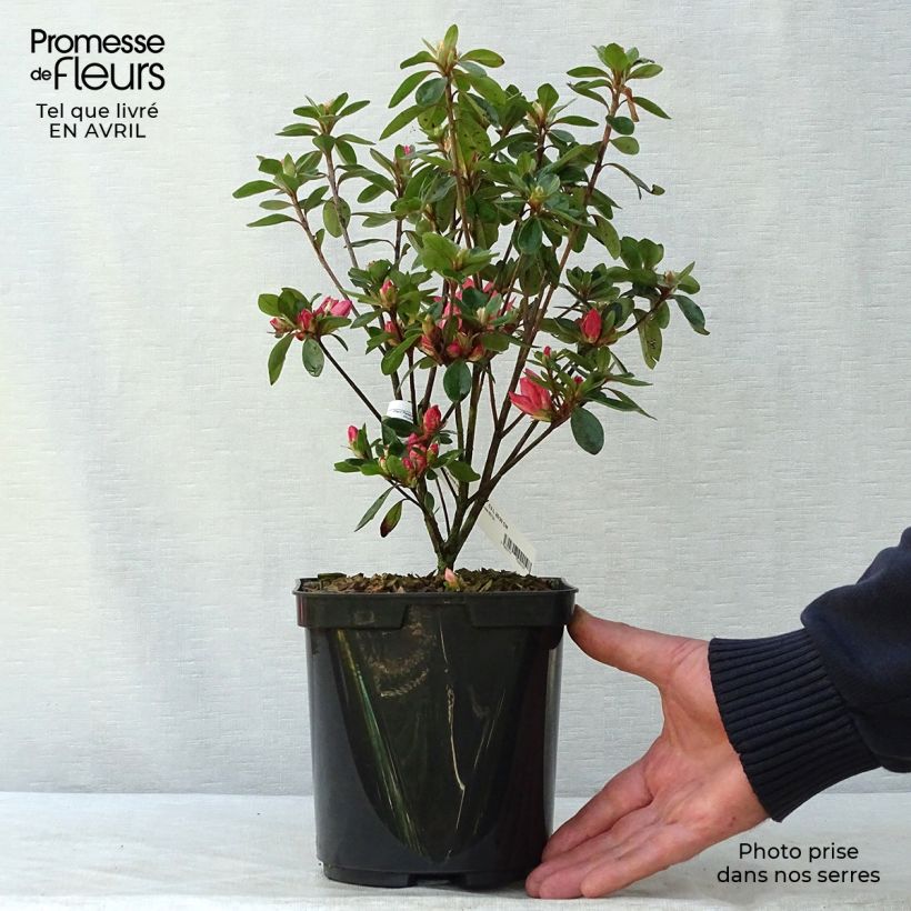Exemplaar van Rhododendron kurume Blaauw's Roze - Japanse azalea Pot van 2 l/3 l zoals geleverd in de lente