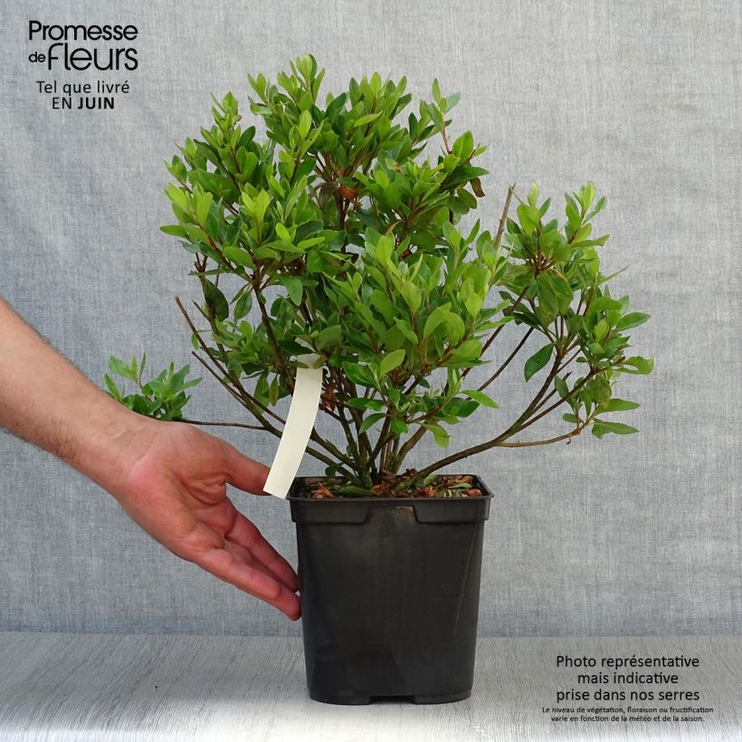 Exemplaar van Rhododendron kurume Blaauw's Roze - Japanse azalea Pot van 2 l/3 l zoals geleverd in de zomer
