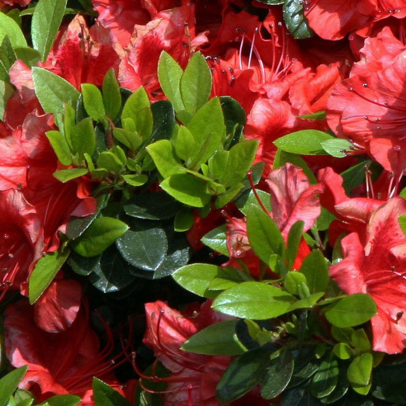 Rhododendron japonica Girard's Scarlet - Japanse azalea (Blad)