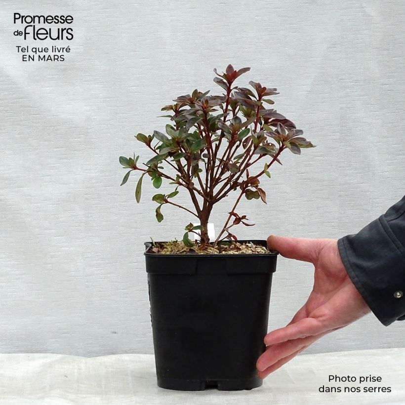 Exemplaar van Rhododendron japonica Girard's Scarlet - Japanse azalea Pot van 2 l/3 l zoals geleverd in de lente