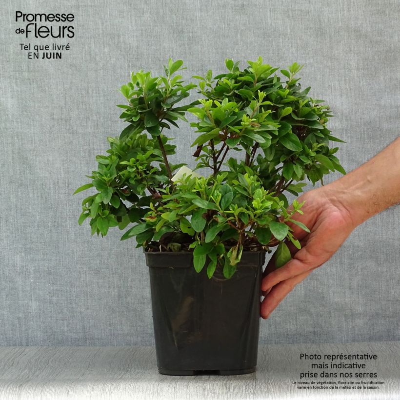 Exemplaar van Rhododendron japonica Girard's Scarlet - Japanse azalea Pot van 2 l/3 l zoals geleverd in de zomer