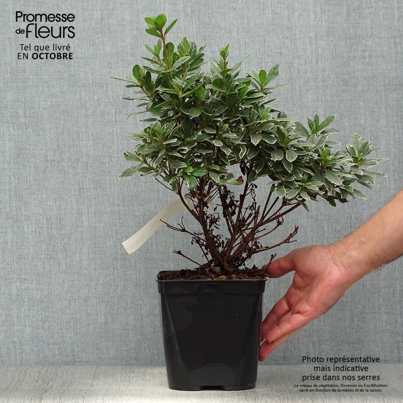 Exemplaar van Rhododendron japonica Girard's Hot Shot - Japanse azalea Pot van 2 l/3 l zoals geleverd in de herfst