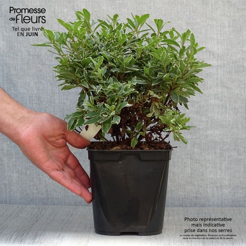 Exemplaar van Rhododendron japonica Girard's Hot Shot - Japanse azalea Pot van 2 l/3 l zoals geleverd in de zomer