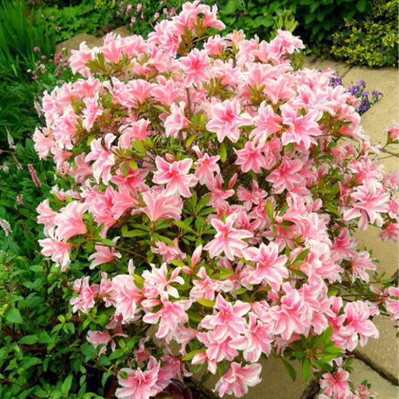 Rhododendron japonica Melle - Japanse azalea (Groeiplaats)