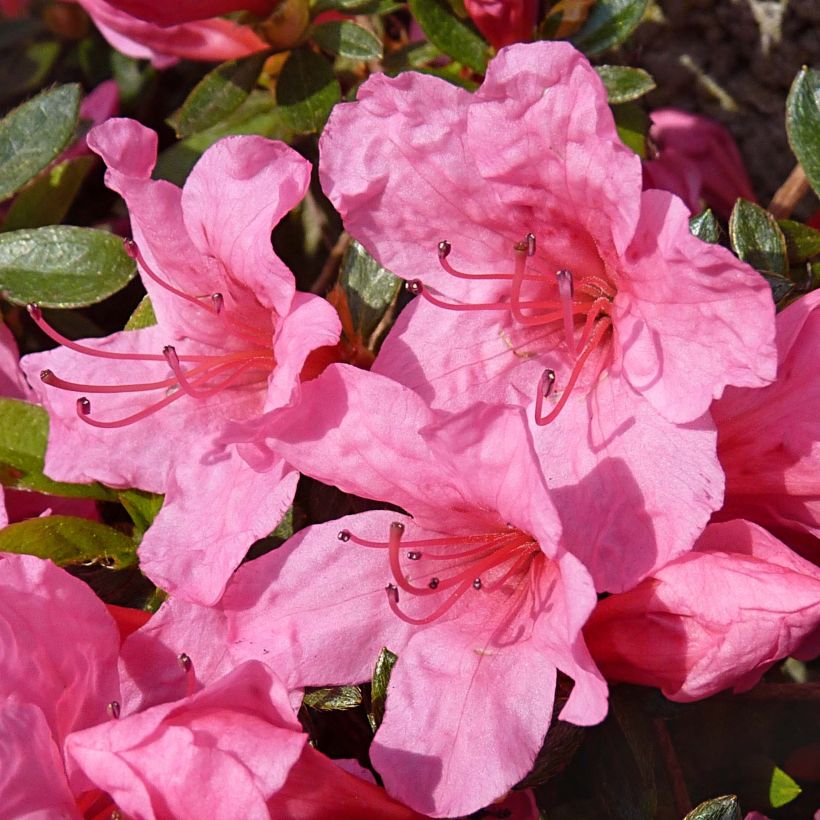 Rhododendron japonica Mme Van Hecke - Japanse azalea (Bloei)
