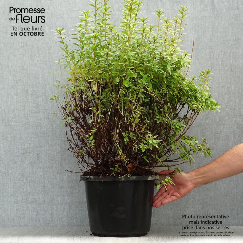 Exemplaar van Rhododendron japonica Mme Van Hecke - Japanse azalea Pot van 12 l/15 l zoals geleverd in de herfst