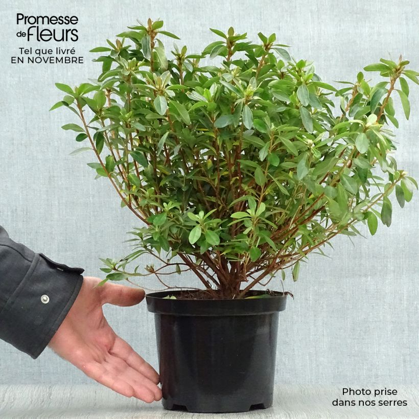 Exemplaar van Rhododendron japonica Mme Van Hecke - Japanse azalea Pot van 2 l/3 l zoals geleverd in de herfst