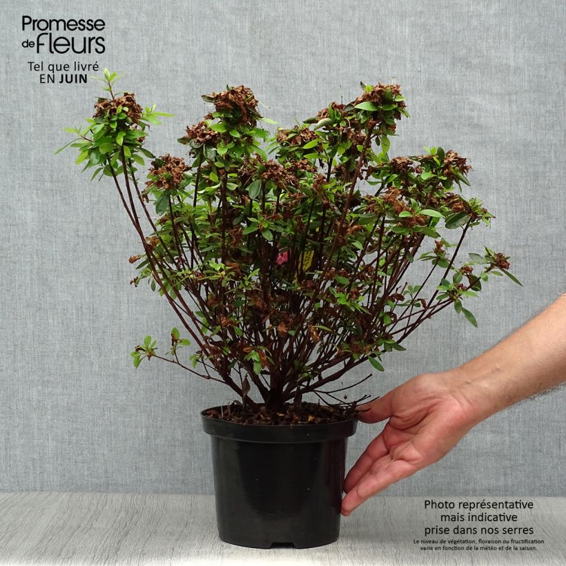 Exemplaar van Rhododendron japonica Mme Van Hecke - Japanse azalea Pot van 2 l/3 l zoals geleverd in de zomer
