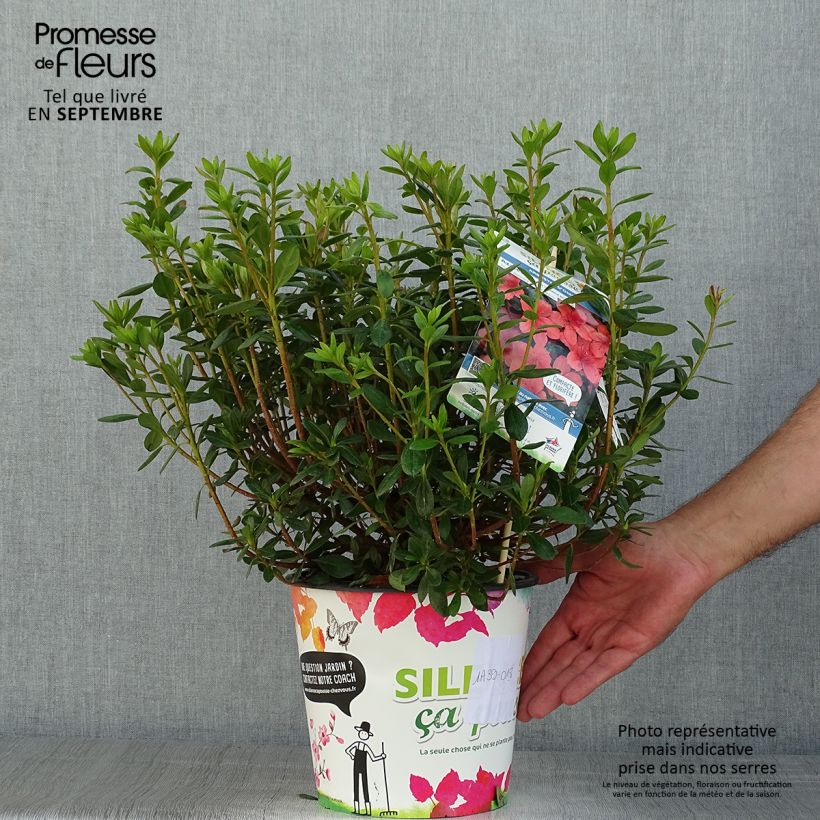 Exemplaar van Rhododendron japonica Orange Beauty - Japanse azalea Pot van 2 l/3 l zoals geleverd in de zomer