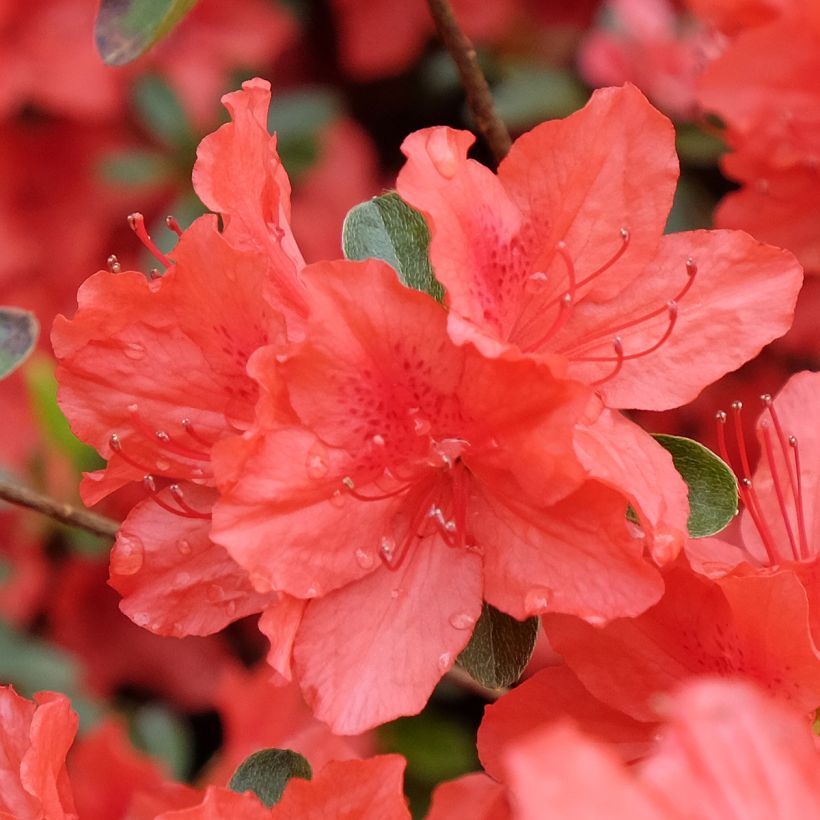 Rhododendron japonica Orange Beauty - Japanse azalea (Bloei)