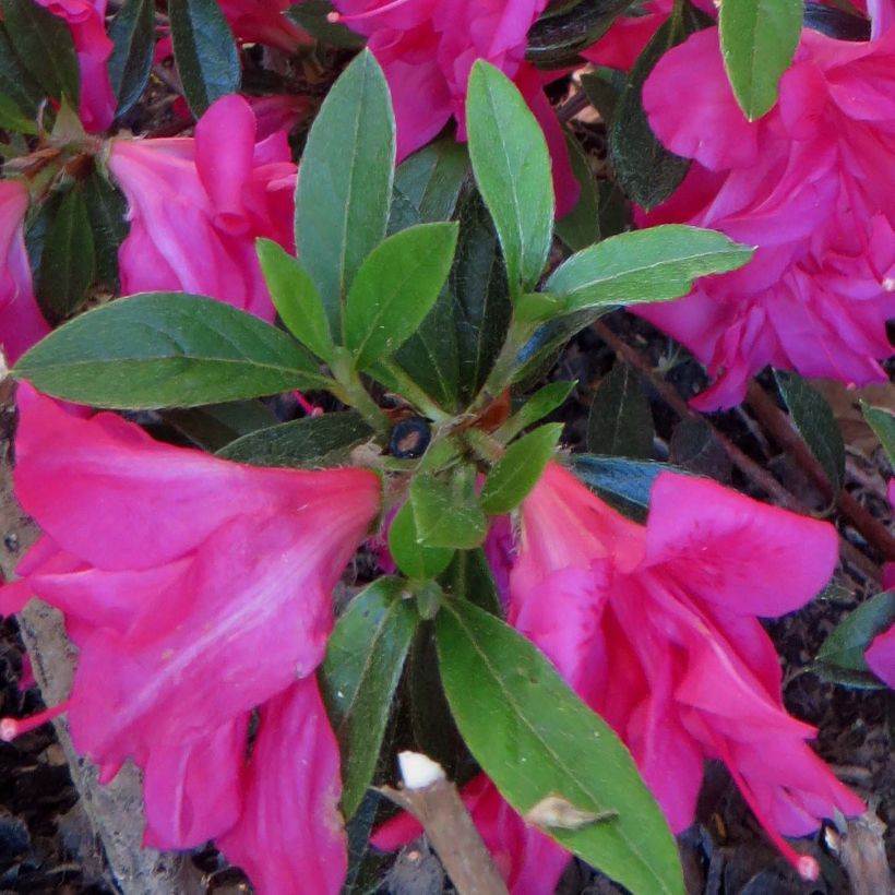 Rhododendron japonica Rosa King - Japanse azalea (Blad)