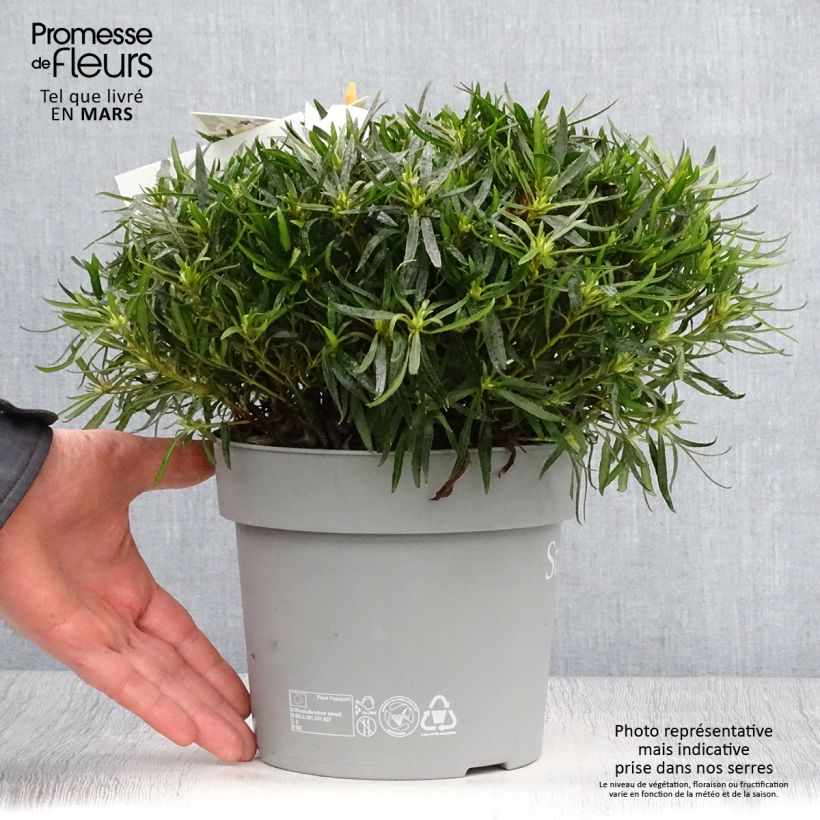 Exemplaar van Rhododendron japonica Star Style Wit - Japanse azalea Pot van 3 l/4 l zoals geleverd in de lente