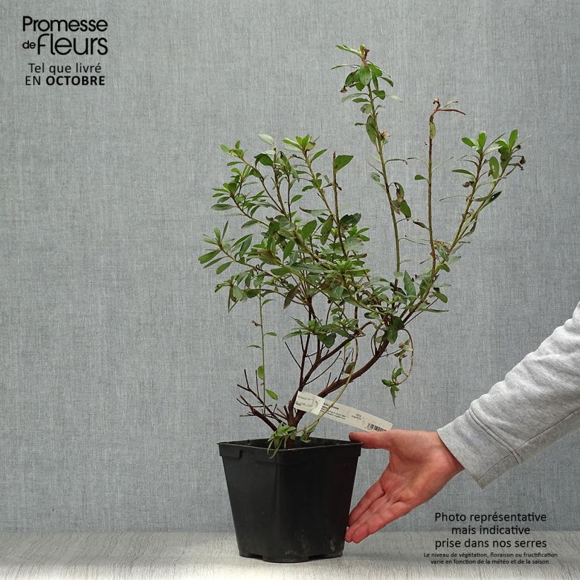 Exemplaar van Rhododendron japonica Tamanini - Japanse azalea Pot van 2 l/3 l zoals geleverd in de herfst